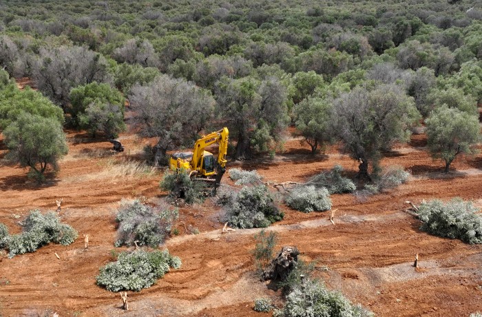 emergenza xylella