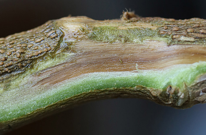 fusariosi - Fusarium-oxysporum-fs-p-melongenae