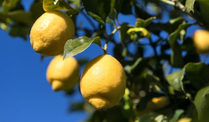 limone di siracusa