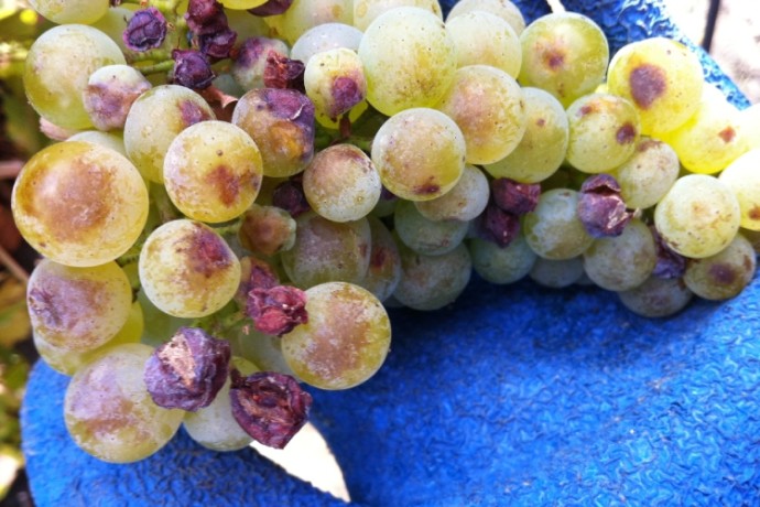 uva da vino caldo