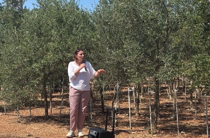 xylella fastidiosa