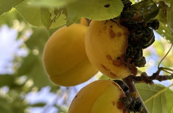 Popillia japonica albicocco