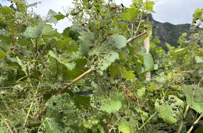 Popillia japonica vigneti