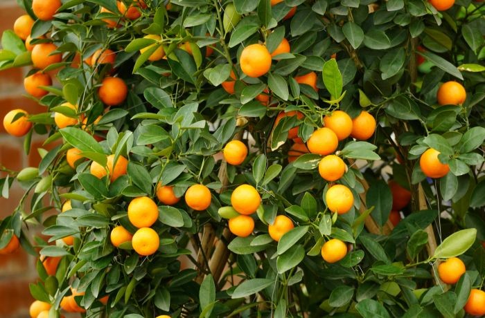 agricoltura siciliana