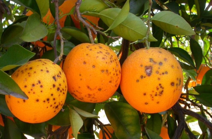 agrumi macchia nera 1