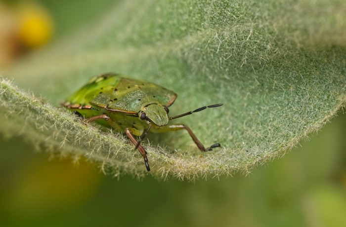 cimice verde pomodoro 1