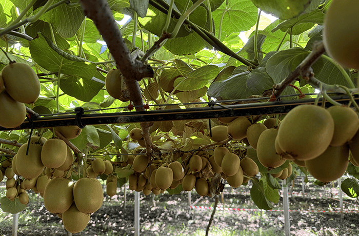 colpo di sole su kiwi