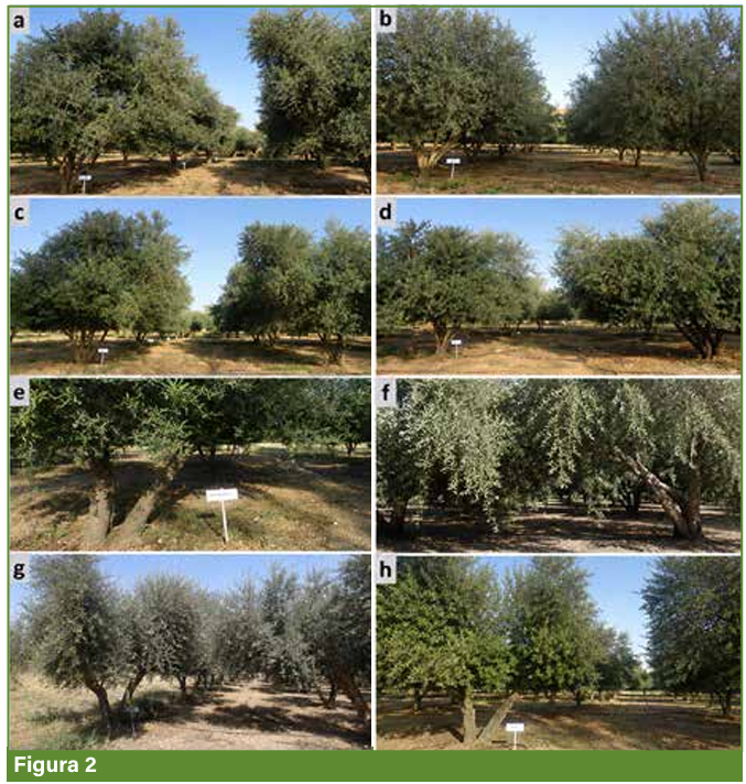 l'olivo fig 2