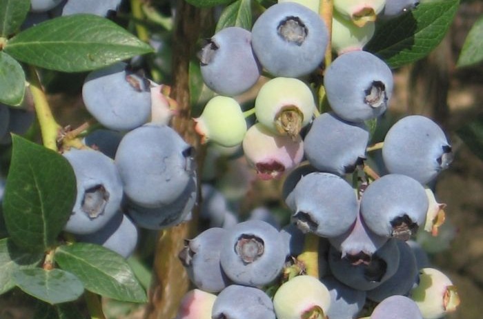 mirtillo bluecrop