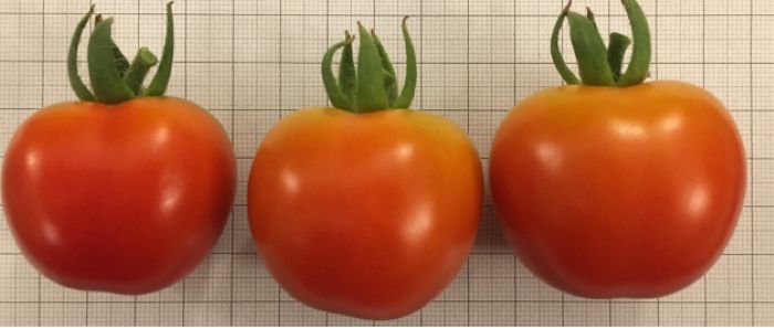 pomodoro regina