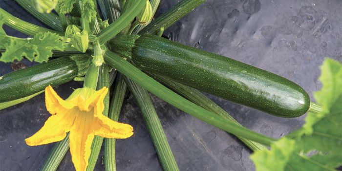 zucchino zantes
