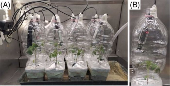 Tomato spotted wilt virus