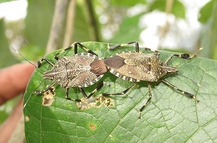 cimice 1 (1)
