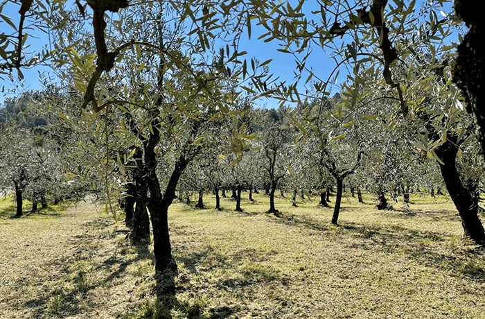concimazione autunnale 2