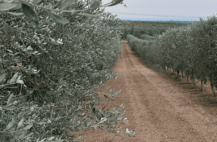 cultivar di olivo 1 (1)