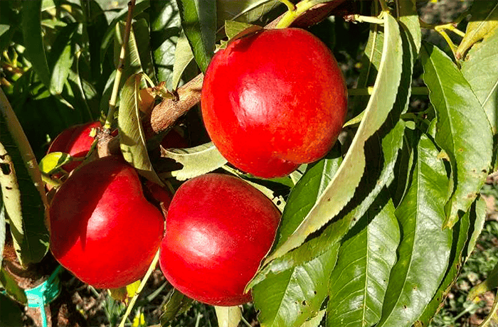 nettarine
