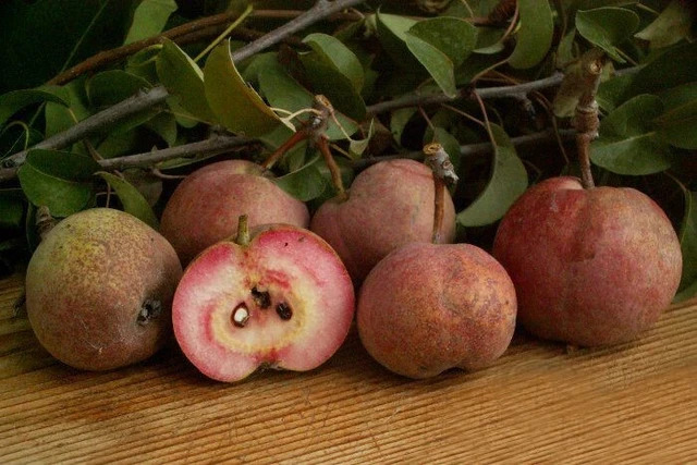 pera cocomerina