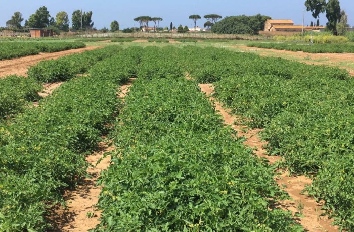 pomodoro da industria trichoderma