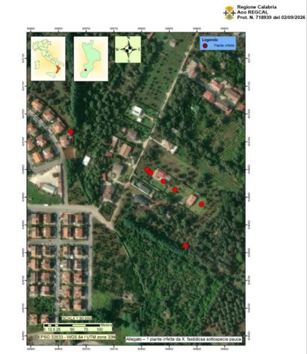 xylella in calabria