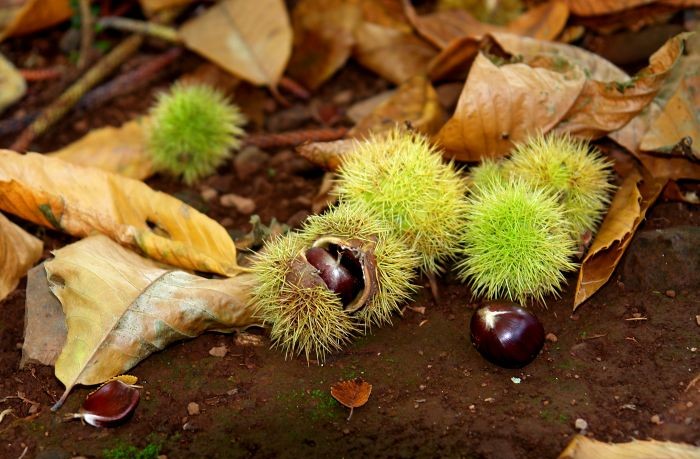 castanicoltura