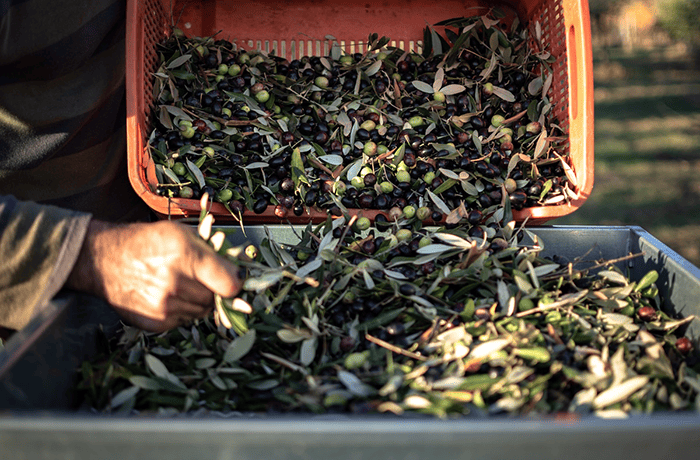 xylella - raccolta delle olive